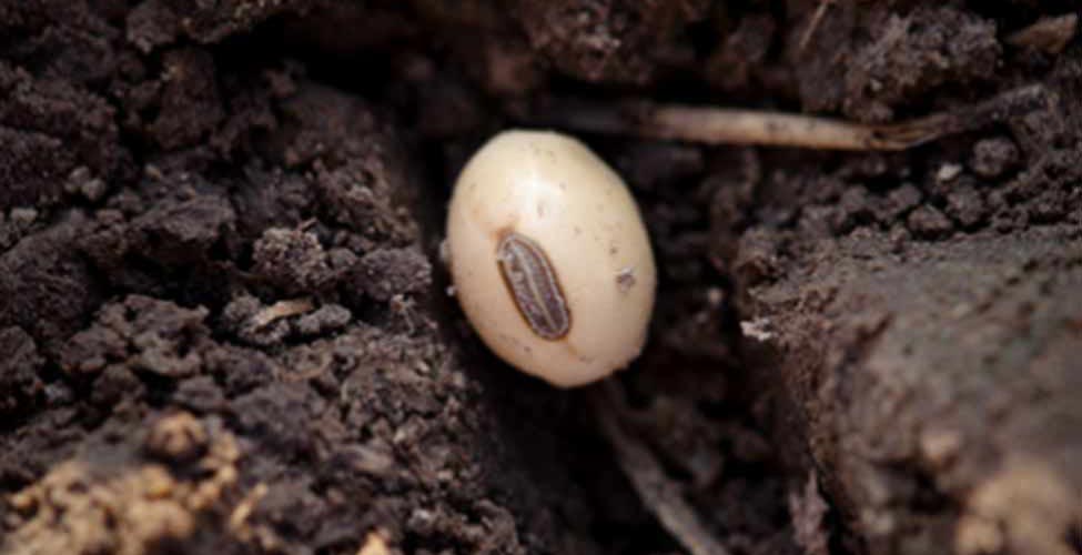growing-soybean